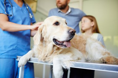 Kabarık pet veteriner Kliniği