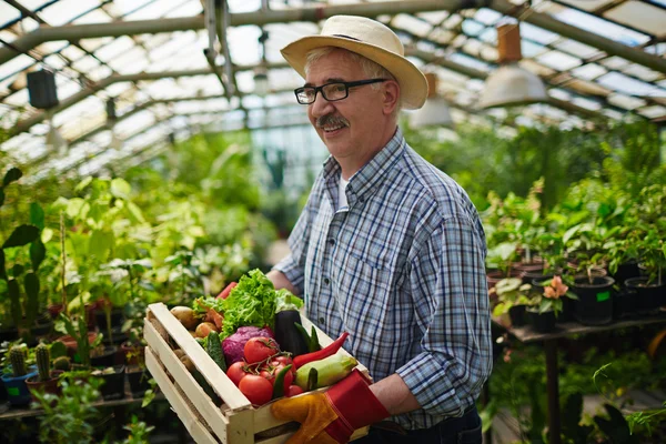 Agricultor maduro con verduras —  Fotos de Stock