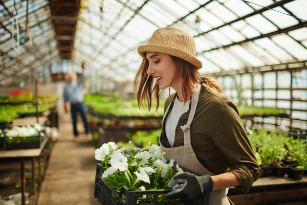 Jardinero con petunias blancas — Foto de Stock