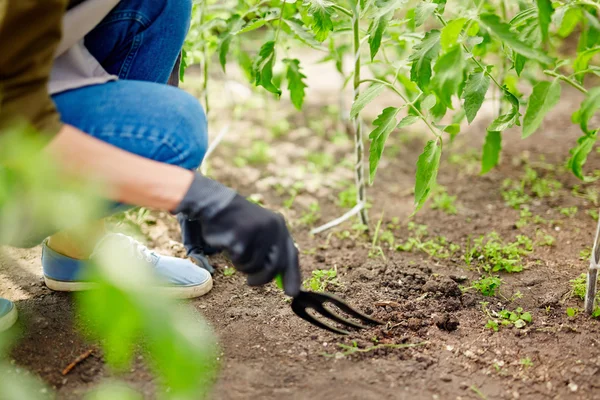 Ta hand om tomater — Stockfoto