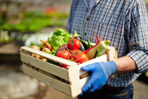 Jardineiro segurando legumes — Fotografia de Stock