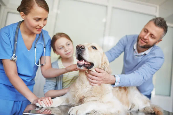 Labrador cão deitado na mesa — Fotografia de Stock