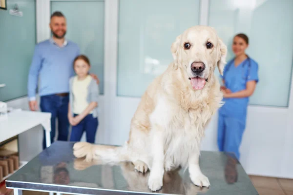 Fluffy labrador sentado en la mesa del veterinario — Foto de Stock