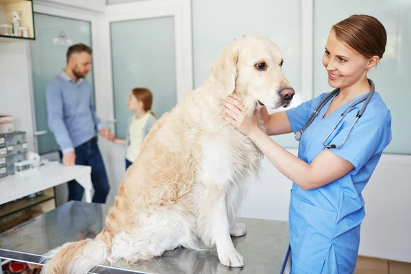 Vétérinaire examinateur chien — Photo