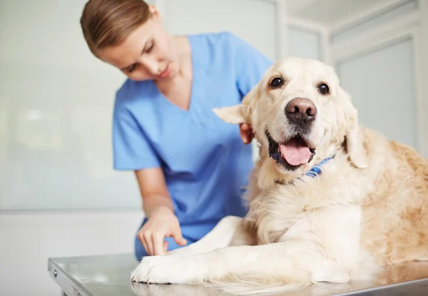 Veterinaria examinando perro —  Fotos de Stock