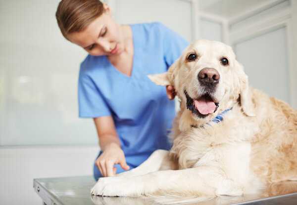 vet examining dog 