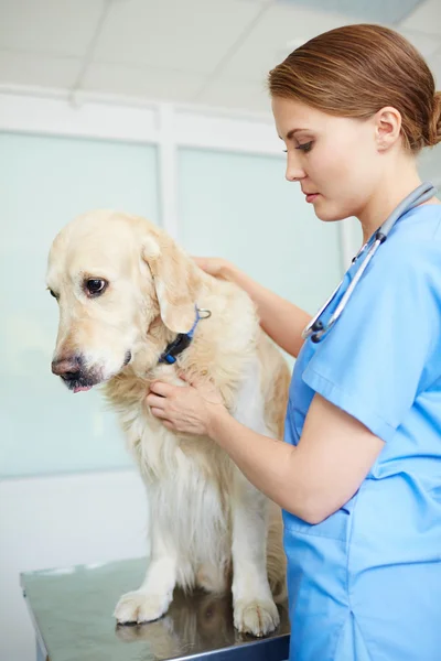 Veterinaria examinando perro — Foto de Stock