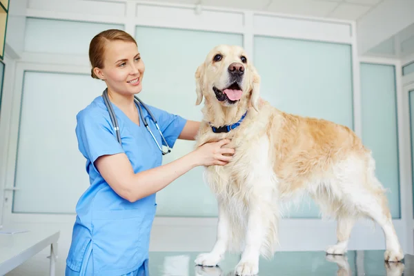 Veterinaria examinando perro — Foto de Stock