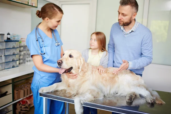 Veterinär undersöka hunden — Stockfoto