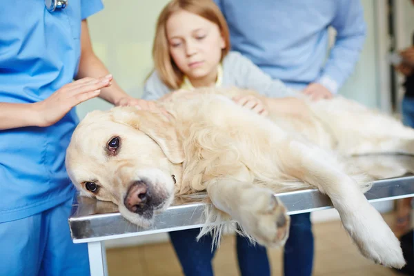 Perro en la mesa médica — Foto de Stock