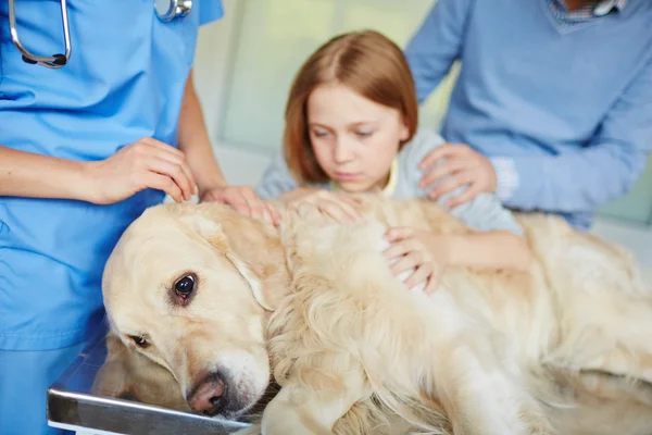 Câine pe masă medicală — Fotografie, imagine de stoc