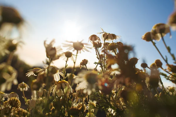 Ängen av blommande chamomiles — Stockfoto