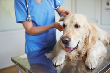 Fluffy labrador having veterinary examination clipart