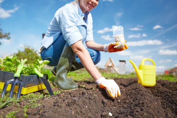 Woman sowing seed of squash — Stock Photo, Image