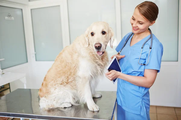 Ветеринар дивиться на пухнастого пацієнта — стокове фото