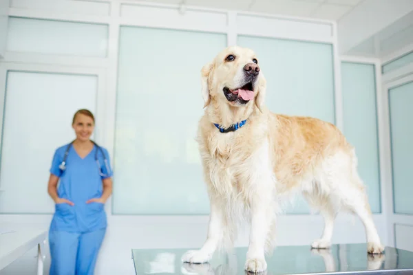 Söta labrador stående på veterinär bord — Stockfoto