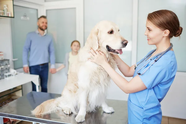 Veterinarian looking at labrador — Stock Photo, Image