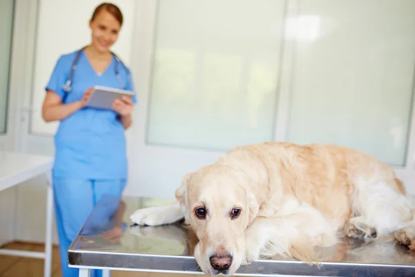 Câine obosit culcat pe masa medicală — Fotografie, imagine de stoc