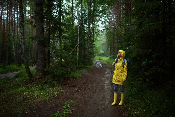 숲의 신비 — 스톡 사진