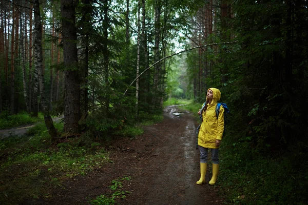 Mysterie van bos — Stockfoto