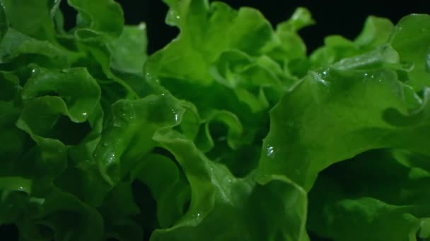 토마토를 배경으로 어두운 표면에 양상추 녹색의 매크로 클로즈업 — 비디오