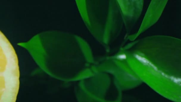 Макро Закрывает Зеленые Ветки Сочного Спелого Лимона Разрезанного Пополам Показывая — стоковое видео