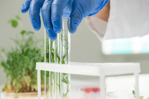 Mão Trabalhador Laboratório Enluvado Que Põe Frasco Que Contém Broto — Fotografia de Stock