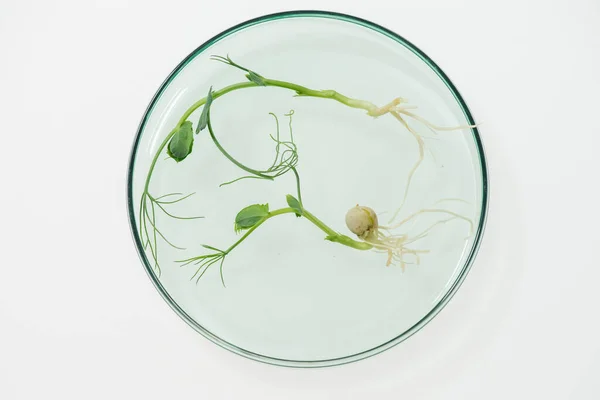 科学实验室白桌上有两个实验室种植的豆芽的培养皿概览 — 图库照片