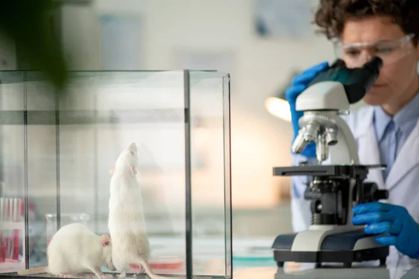 Современная Женщина Исследователь Изучает Антитела Микроскопе Экспериментируя Мышами Стеклянной Клетке — стоковое фото