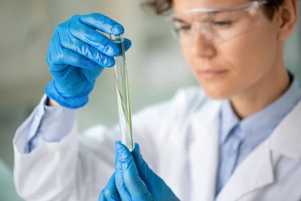 Jonge Hedendaagse Chemicus Onderzoeker Handschoenen Whitecoat Zoek Naar Groene Plant — Stockfoto