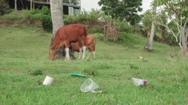 Çayırlarda otlayan ağaç gövdesine bağlı yavru buzağıların tam görüntüsü dikkatsiz insanların attığı tonlarca plastik ve diğer çöplerle dolu.