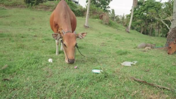 ゴミの臭い草の上に若い子牛の放牧の中程度のクローズアップやカメラを見て — ストック動画