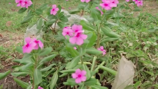 Nessun Filmato Della Gente Cespuglio Dei Fiori Viola Graziosi Che — Video Stock