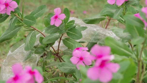 風に揺れる人間が残したビニール袋で覆われた美しい野生の花の終わり — ストック動画