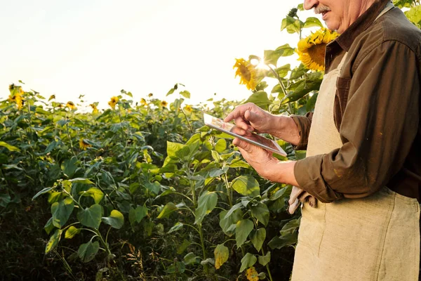 Agricultor Masculino Sênior Contemporâneo Avental Camisa Marrom Usando Tablet Digital — Fotografia de Stock