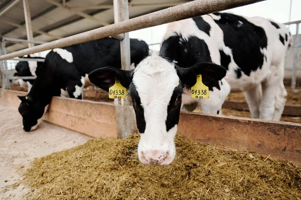 Vacas Pretas Brancas Com Etiquetas Numéricas Banca Gado Comendo Feno — Fotografia de Stock