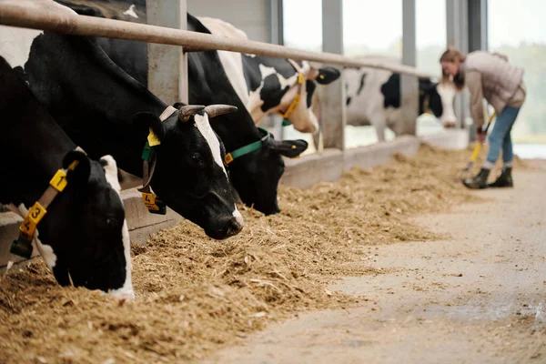 Herd Black White Cows Collars Standing Row Eating Hay Livestock — Stock Photo, Image