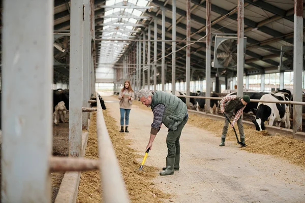 Busy Male Farm Owner Working Hayfork While Feeding Cows Together — Stock Photo, Image