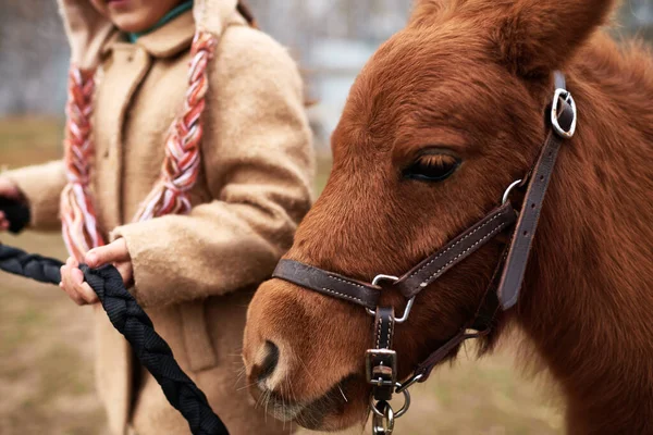 Irriconoscibile Bambina Che Conduce Bel Pony Castagno Briglia Orizzontale Primo — Foto Stock