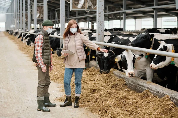 Mujer Agricultora Experimentada Máscara Sosteniendo Tableta Apuntando Vaca Mientras Explica — Foto de Stock