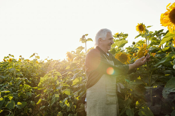 Счастливый зрелый фермер в рабочей одежде смотрит на один из спелых больших подсолнухов, стоя перед камерой в сельской местности