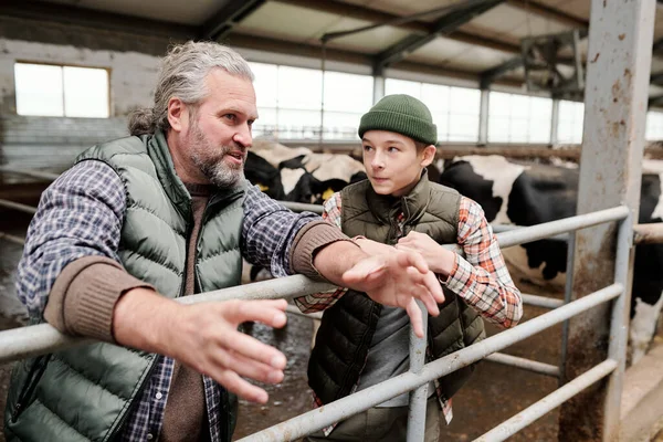 Skilled Mature Bearded Farmer Vest Leaning Railing Cowshed Gesturing Hands — Stock Photo, Image