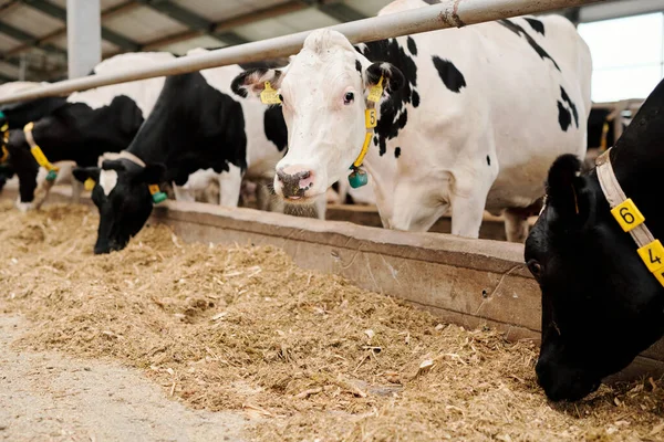 Grupo Vacas Leiteiras Coleiras Banca Gado Comendo Feno Fazenda Laticínios — Fotografia de Stock