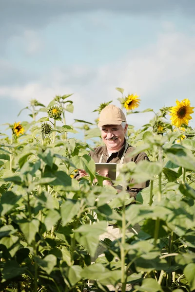 Cheerful Senior Male Farmer Workwear Standing Sunflower Field Front Camera — Stock Photo, Image