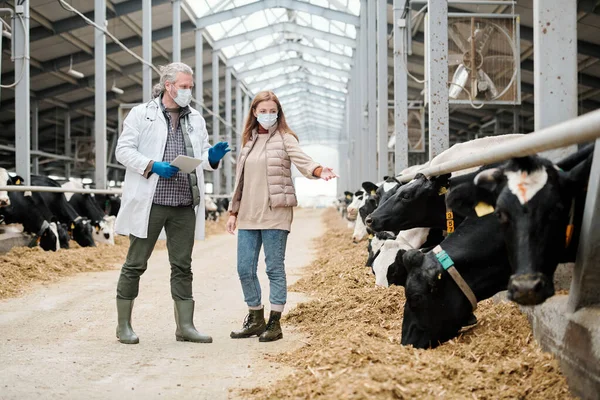 Bäuerin Mit Schutzmaske Zeigt Kranke Kuh Stall Dem Tierarzt Kuhstall — Stockfoto