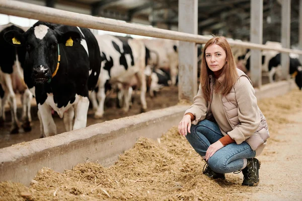 Komoly Női Tehénistálló Gazda Portréja Mellényben Amint Szénán Guggol Állattartó — Stock Fotó