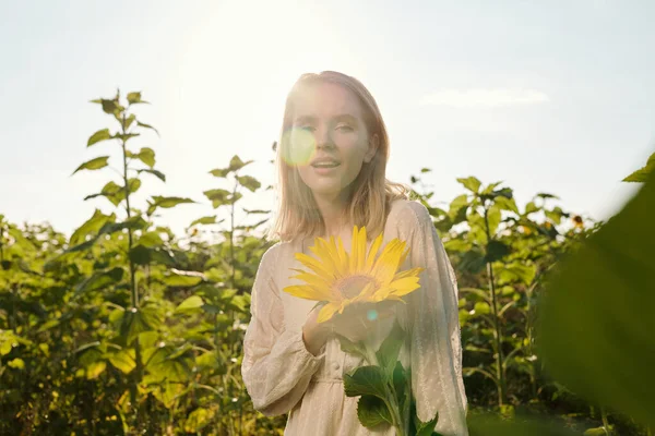 Glada Ung Blond Kvinna Vit Klänning Står Vid Stora Solrosor — Stockfoto