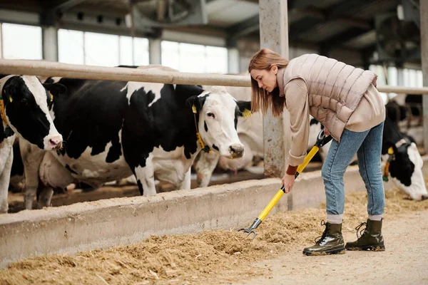 Ocupada Mulher Cowshed Empregado Colete Usando Forquilha Enquanto Prepara Feno — Fotografia de Stock