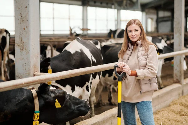 Porträt Einer Positiven Bäuerin Mittleren Alters Die Gegen Kühe Steht — Stockfoto