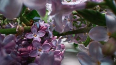 Stüdyonun arka planında parlak yeşil yapraklı leylak çiçeklerinin güzel paniklemelerini büyüt.